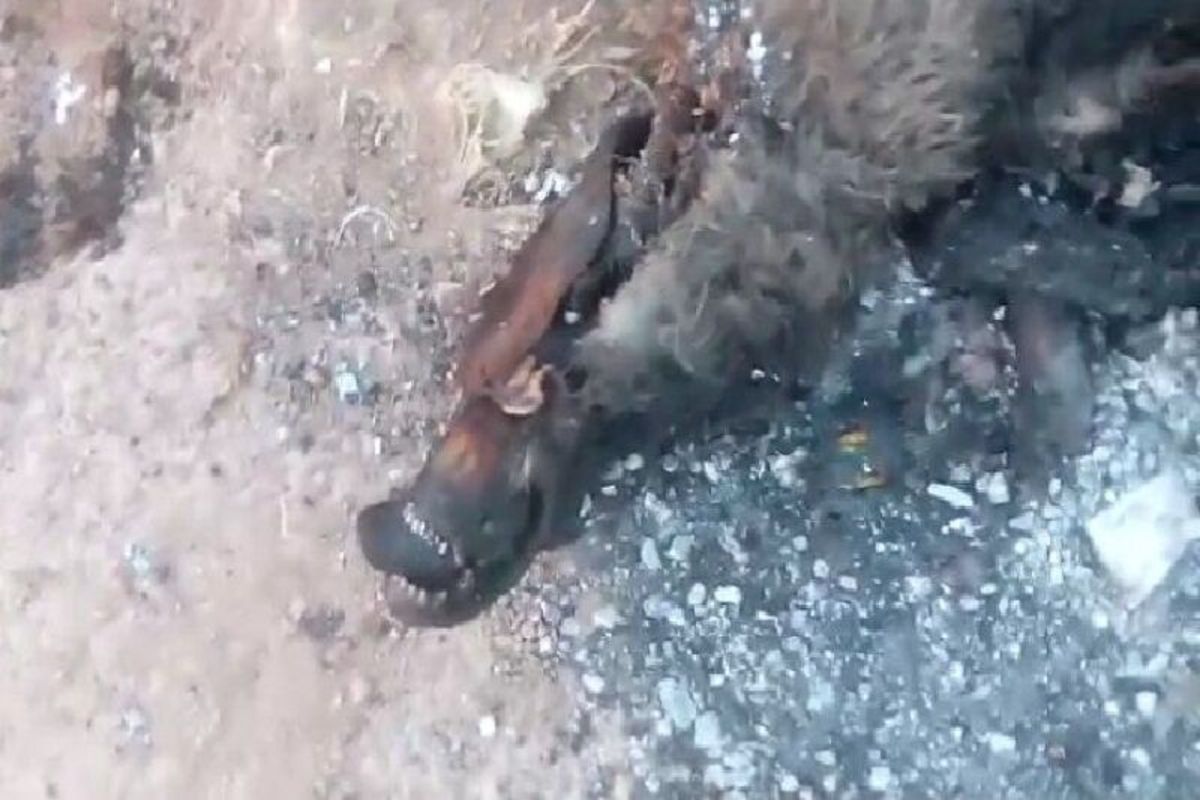 سوزاندن لاشه سگ‌های بلاصاحب در شهر چهاربرج تکذیب شد