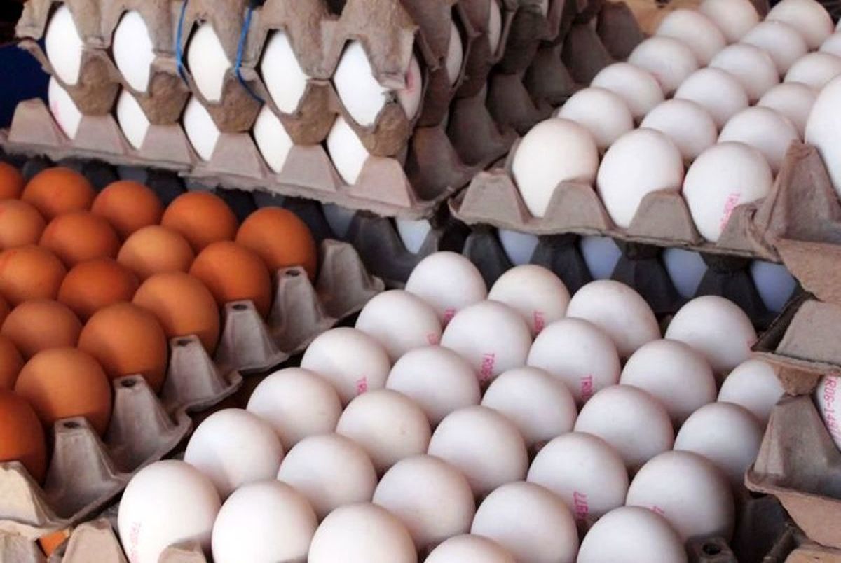 شانه تخم مرغ ۱۳۰ هزار تومانی در راه است؟