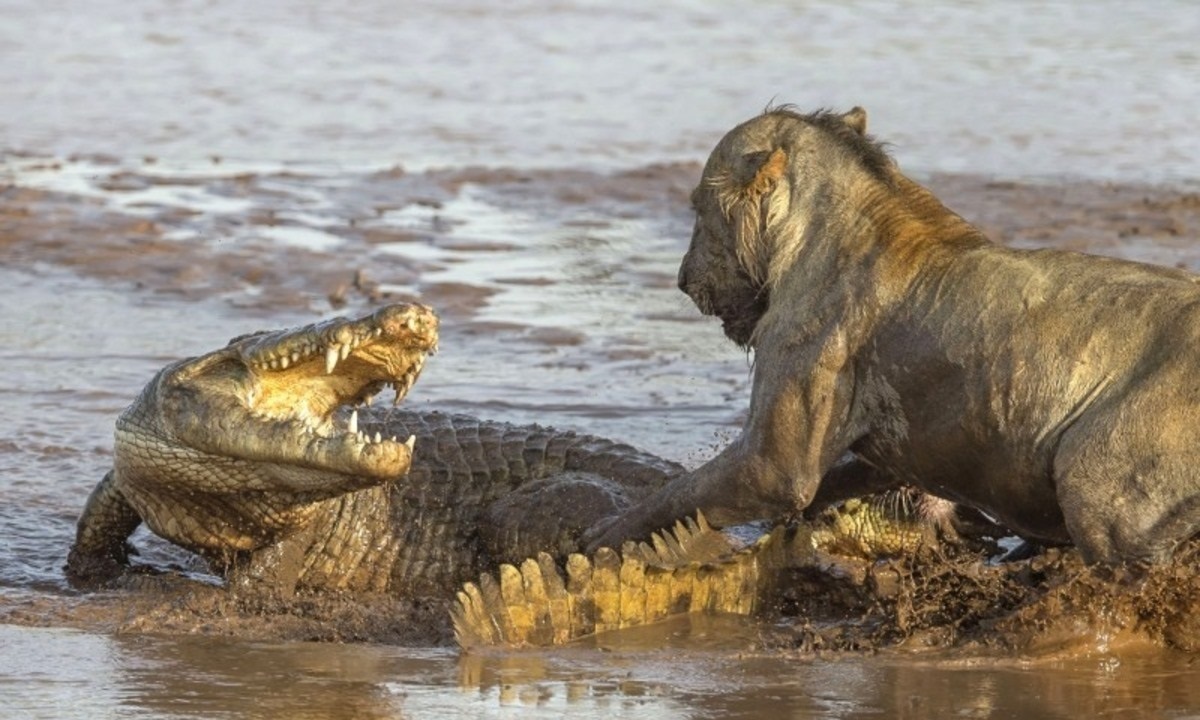 فیلم| حرکت شجاعانه یک شیر در محاصره تمساح‌ها