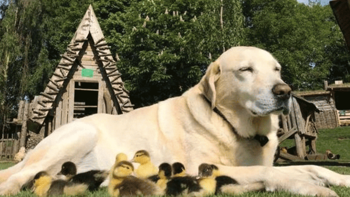 فیلم| سرپرستی یک سگ از ۱۵ جوجه اردک!