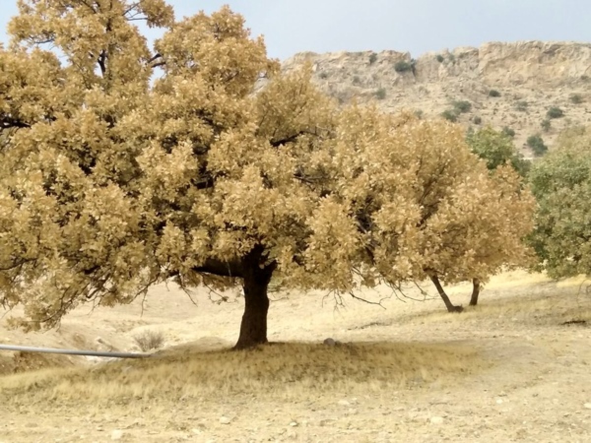 بلوط‌هایی که ایستاده می‌میرند