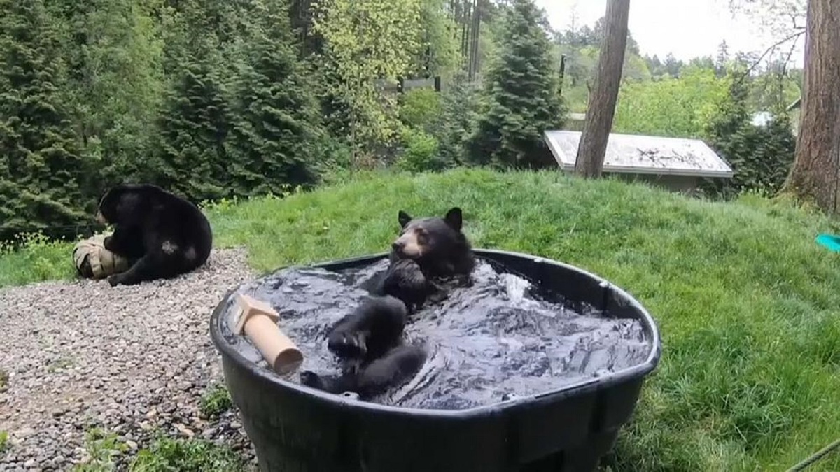 فیلم| آب تنی کردن خرس به دلیل گرمای هوا در آمریکا