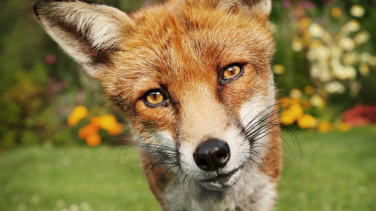 فیلم| نجات روباه به دست دامدار گلستانی