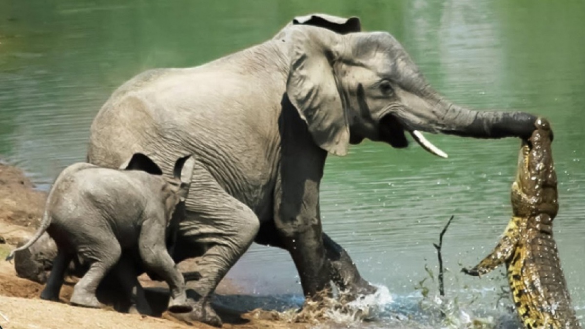 فیلم| کشته شدن کروکودیل توسط فیل