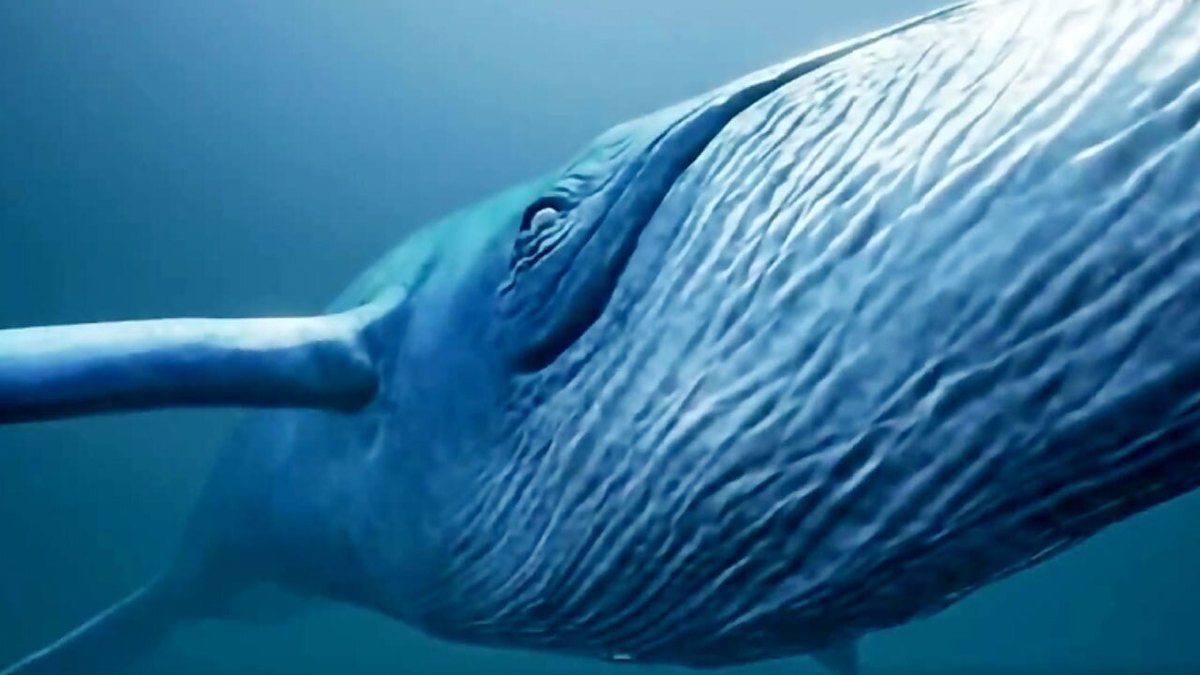 فیلم| عظمت نهنگ آبی در کنار دلفین‌ها
