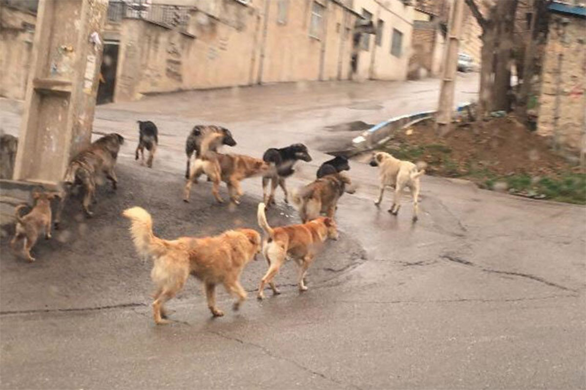 فیلم| وضعیت فاجعه‌بار سگ‌های ولگرد در شهرستان دماوند