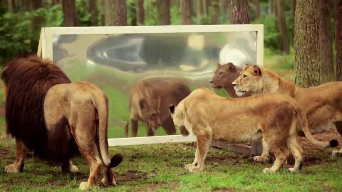 فیلم| واکنش یک شیر نر به دیدن خود در آینه