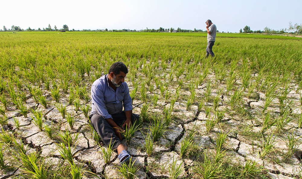 تصاویر| شالی زارهای خشک