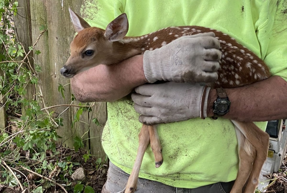 فیلم| نجات بچه آهوی افتاده در استخر یک خانه
