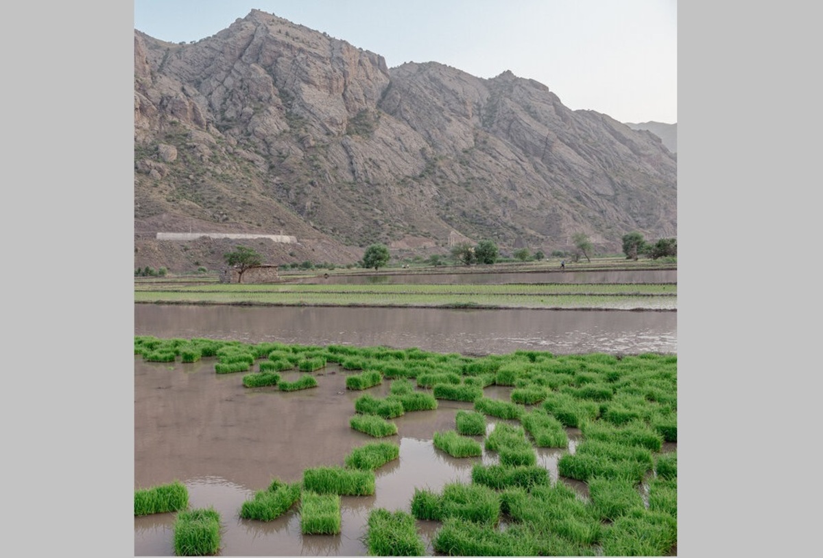 تصاویر| نشاء برنج در شالیزار‌های منطقه الموت