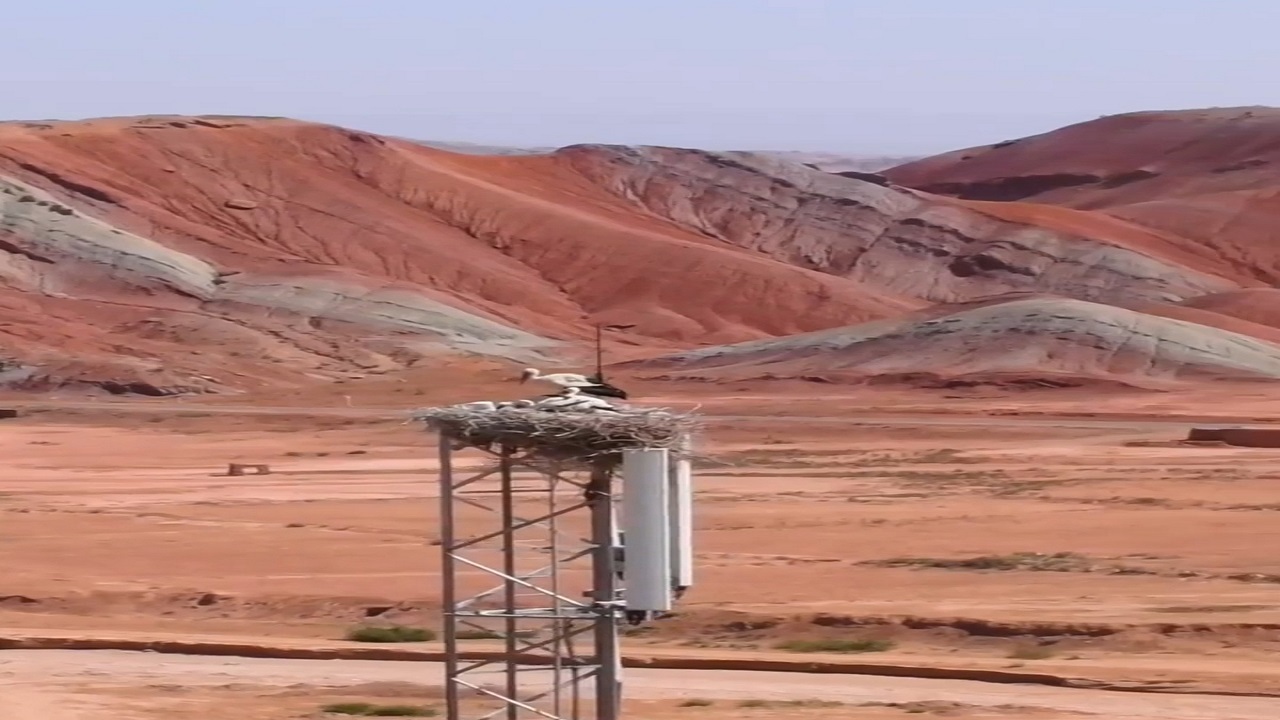 فیلم| زندگی یک خانواده لک لک بالای دکل تلفن