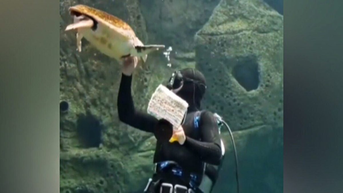 فیلم| حمله لاک پشت به یک غواص در اعماق دریا