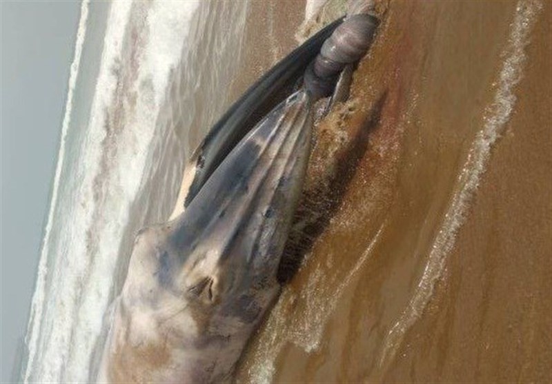 کشف لاشه یک نهنگ در ساحل بندر 