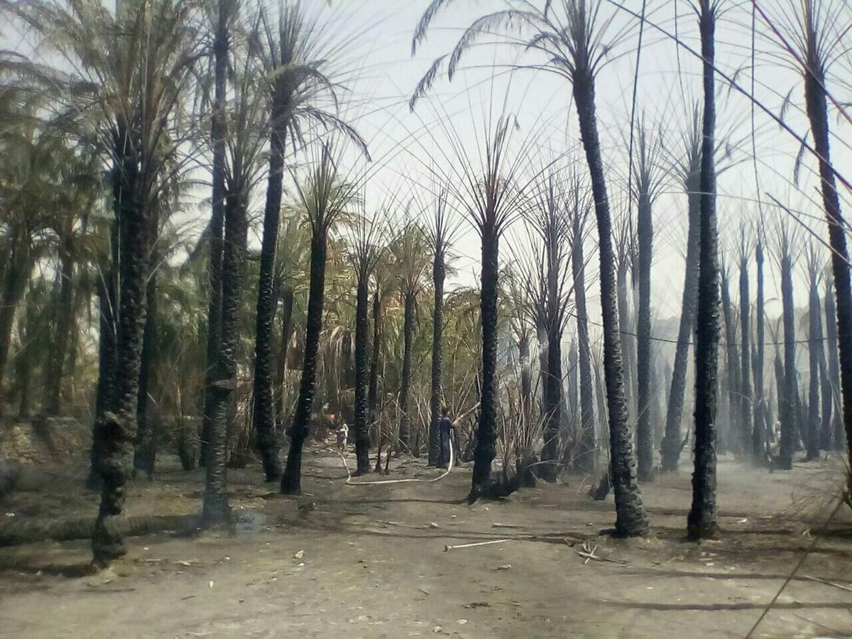 آتش‌سوزی باغات در جنوب کرمان/ ۱۰ هکتار از درختان سوختند