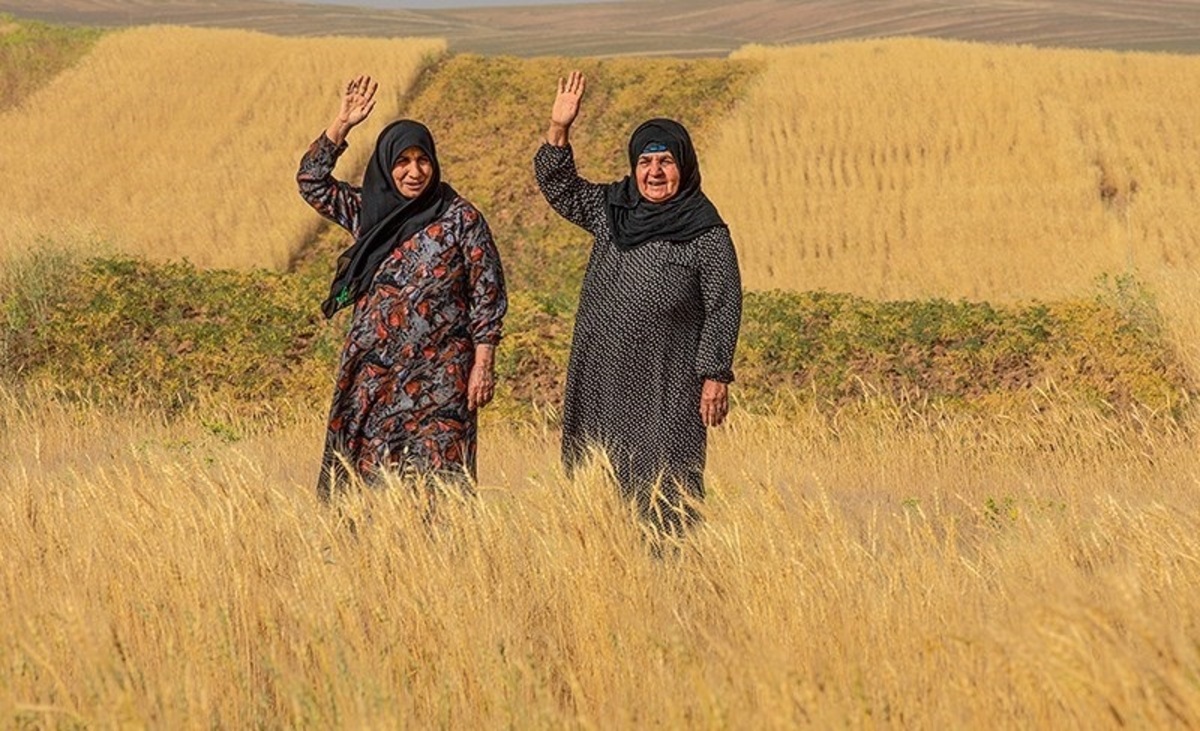 تصاویر| مزارع گندم و نخود شهرستان دلفان