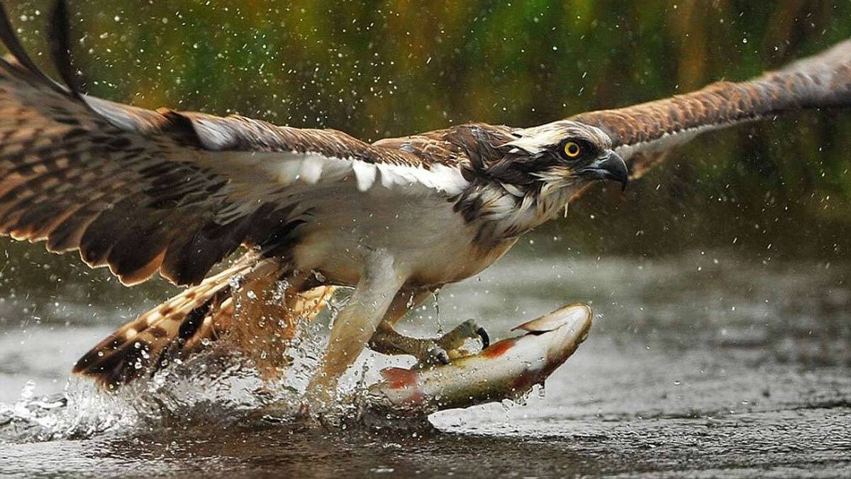 فیلم| شکار همزمان دو ماهی با یک چنگال توسط عقاب
