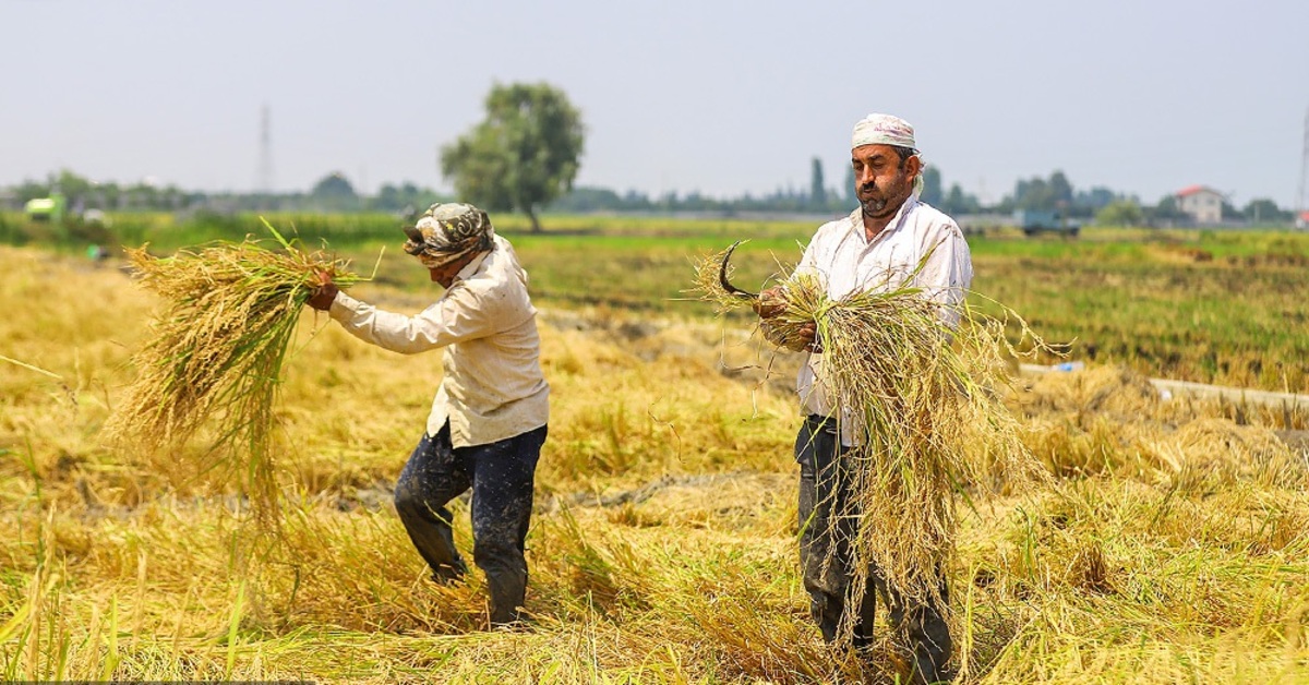 تصاویر| برداشت برنج در بابلسر