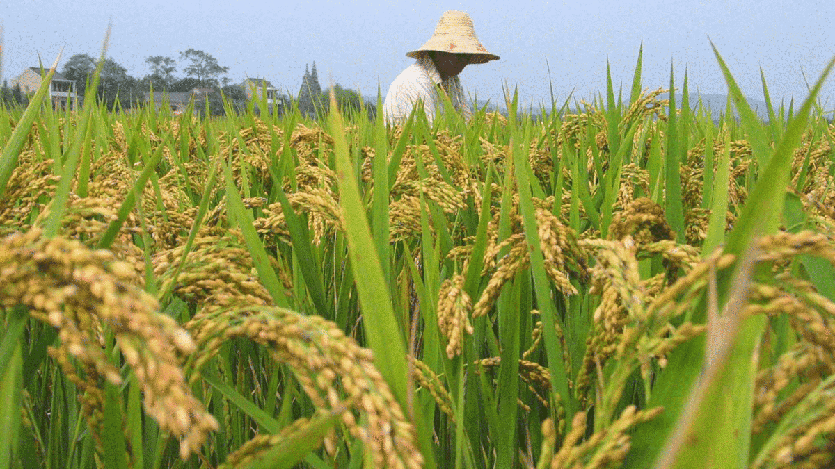 فیلم| ‏کاشت برنج در مزارع چین