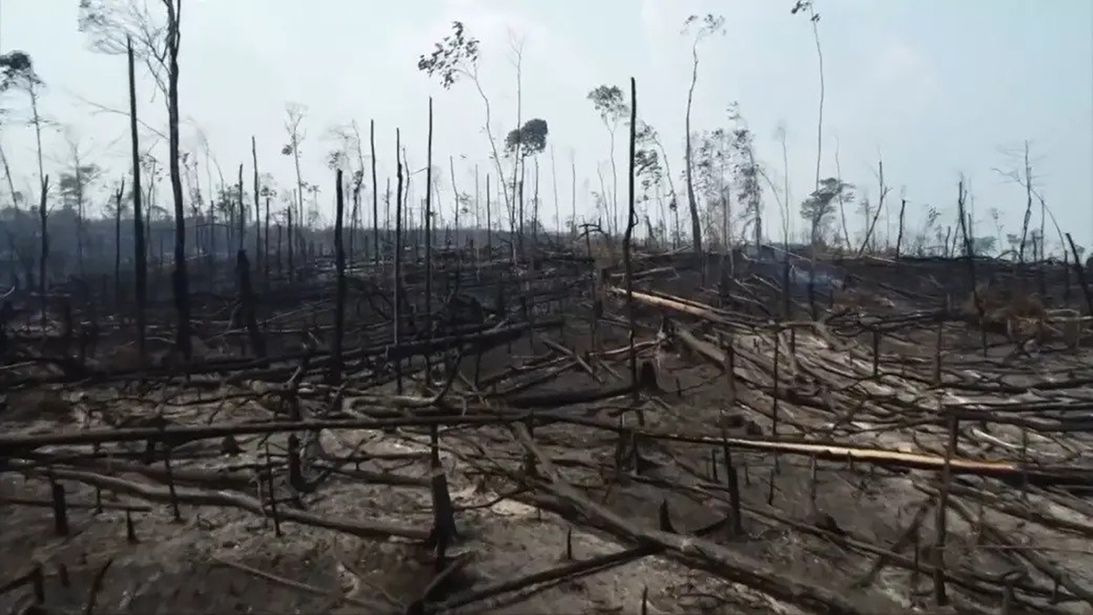 فیلم| اقدام جالب یک جوان در جنگل سوخته