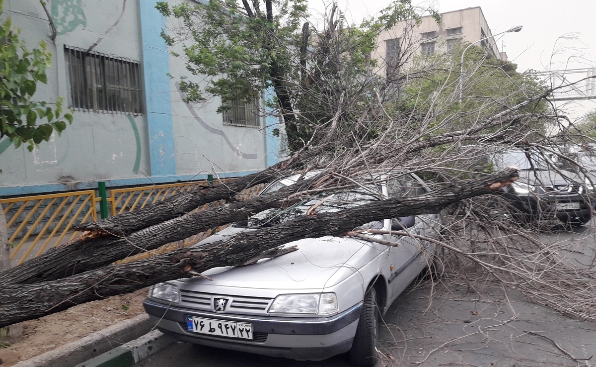 سقوط درخت روی خودرو در اصفهان/ یک نفر کشته شد
