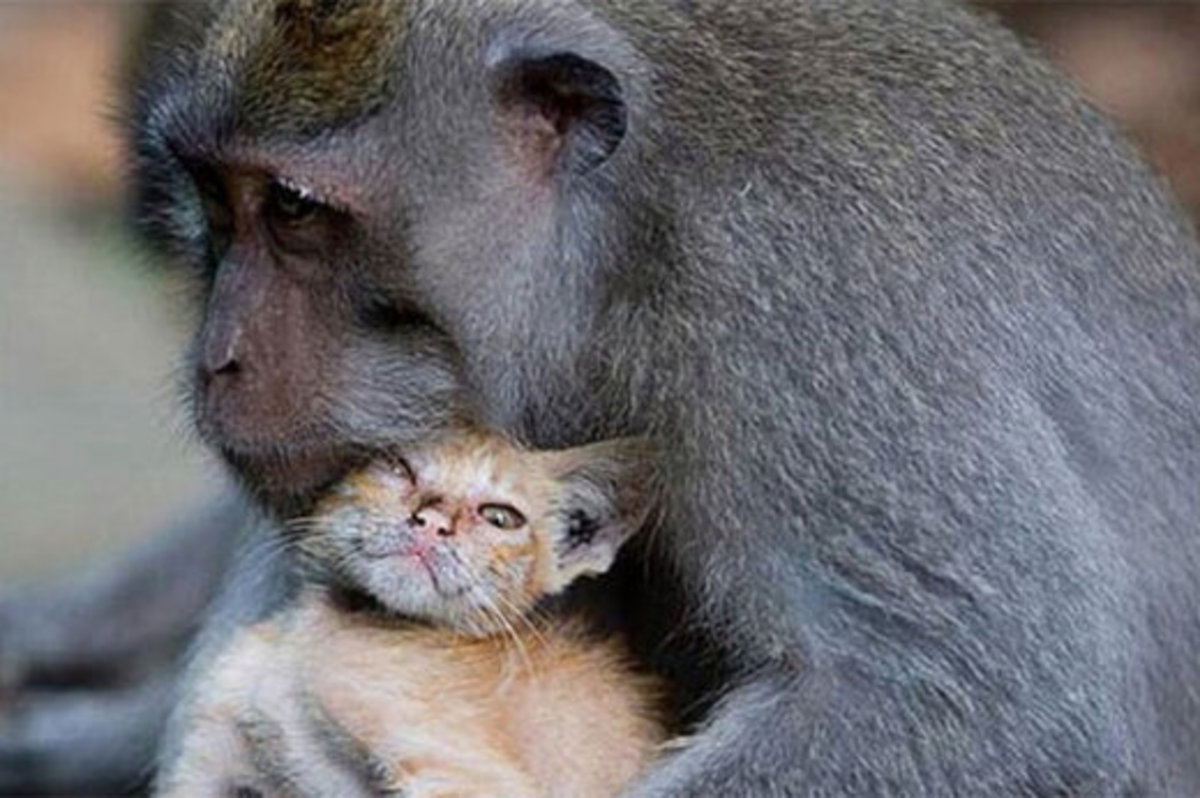 فیلم| تلاش‌های یک میمون مهربان برای نجات یک بچه گربه از چاه