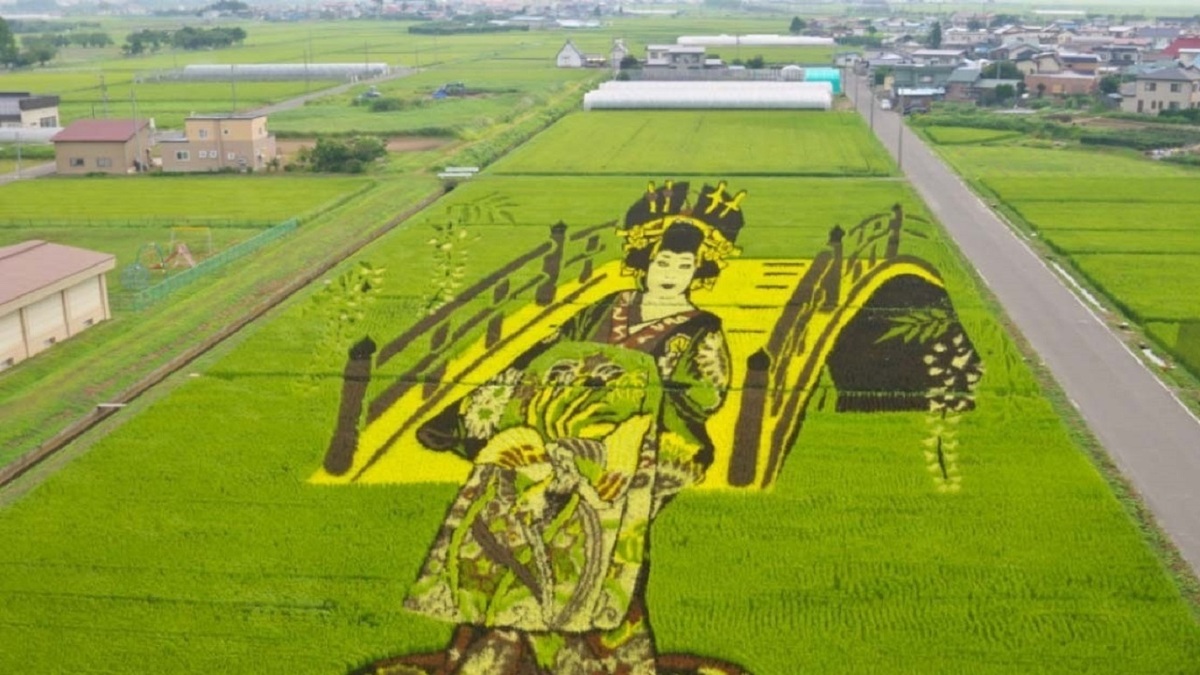 فیلم| هنرنمایی روی شالیزار‌های برنج