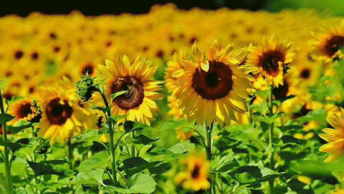 فیلم| کاشت و رشد گل آفتاب گردان در ۸۰ روز