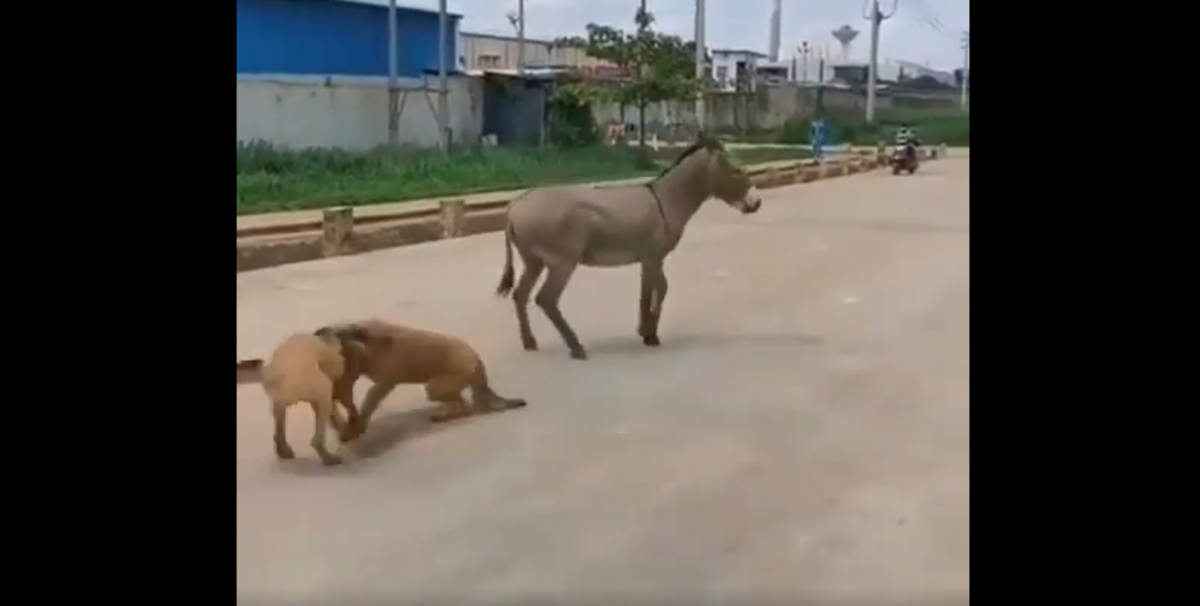 فیلم| نبرد ناموفق دو سگ با یک الاغ!