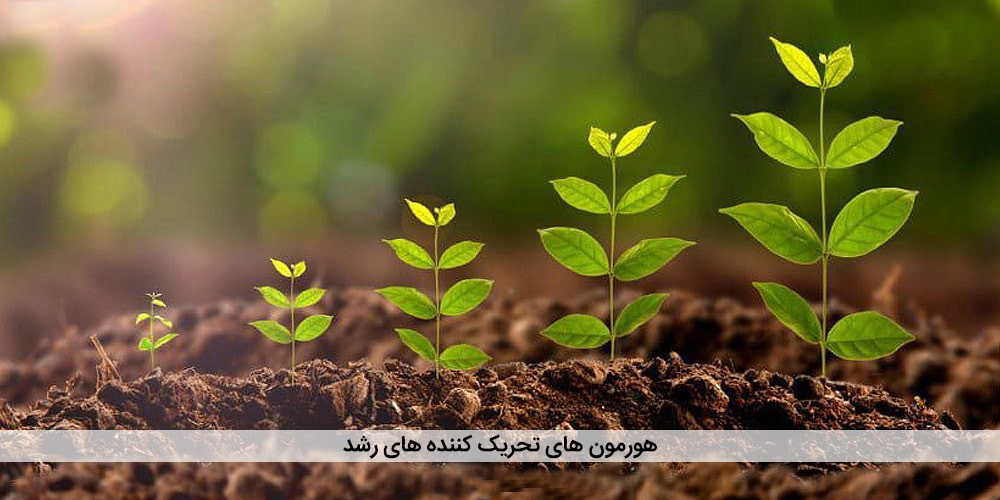 هورمونها و تنظیمکننده رشد گیاهان هورمونهای گیاهی