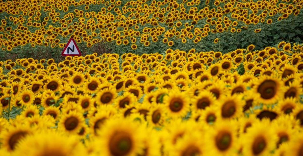تصاویر| مزرعه گل آفتاب گردان