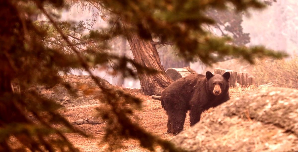 خرس در کوه کلار به جوان ۳۰ ساله حمله کرد/ پرواز بالگرد اورژانس برای نجات مصدوم