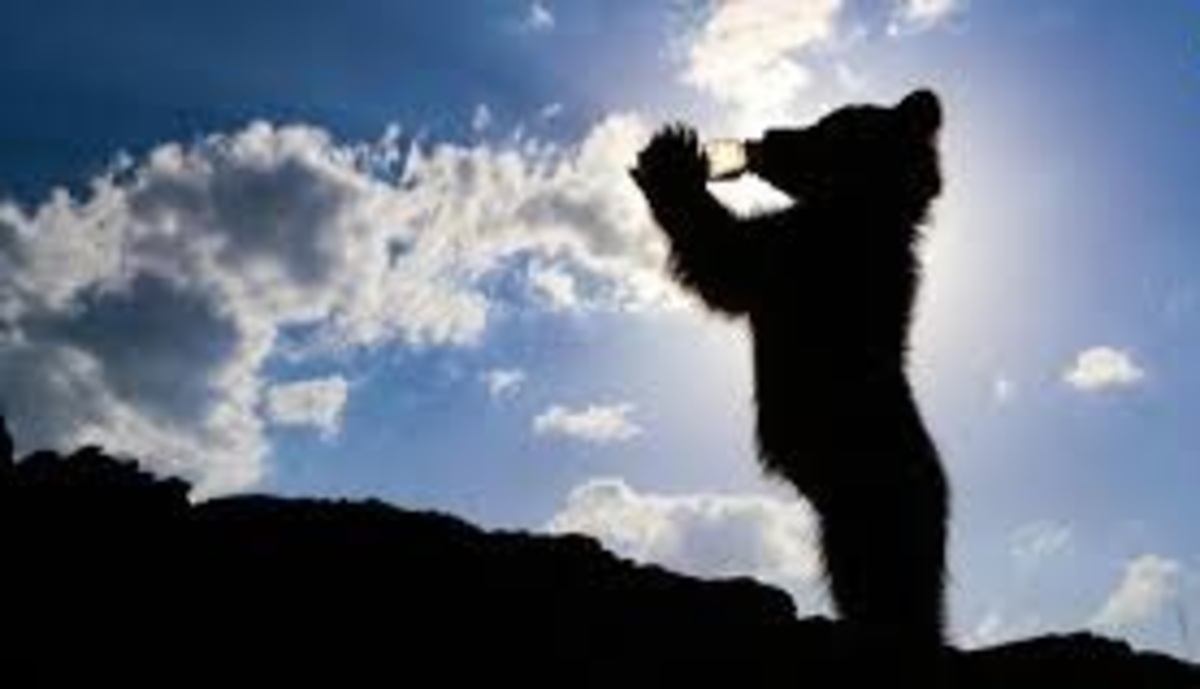 فیلم| عاقبت زیاده روی توله خرس در خوردن عسل