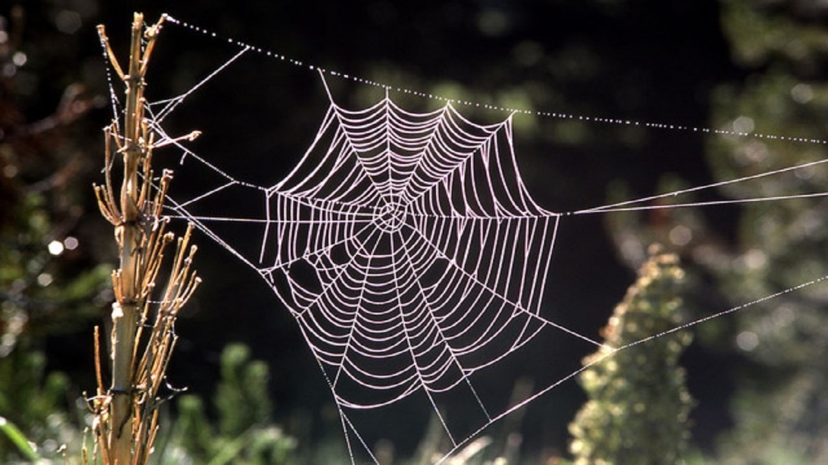 فیلم| لحظه تنیدن تار عنکبوت از نمایی نزدیک