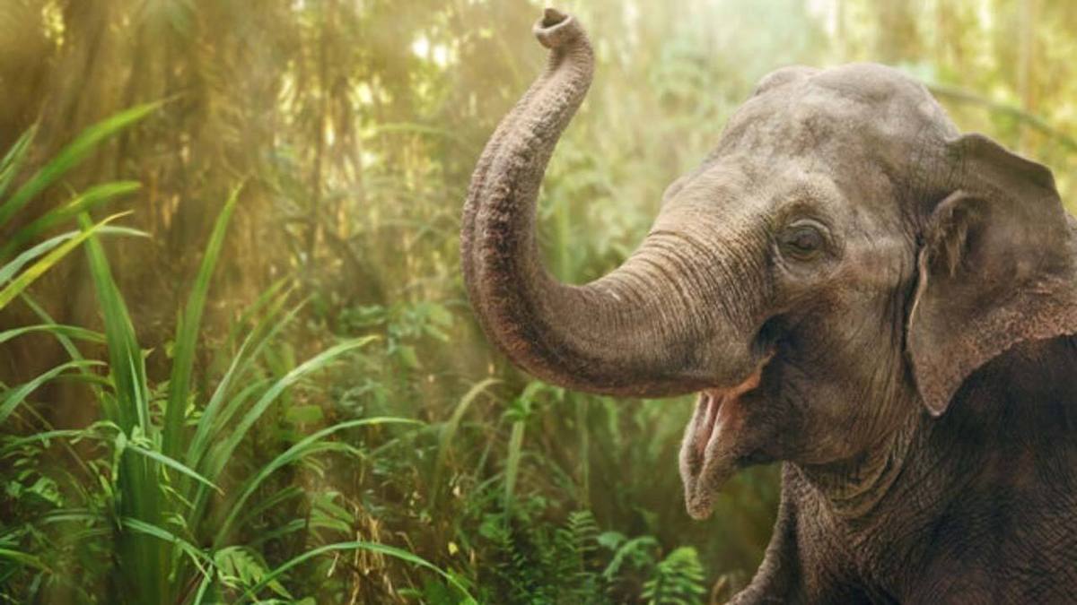 فیلم| پس دادن کفش یک کودک توسط فیل!