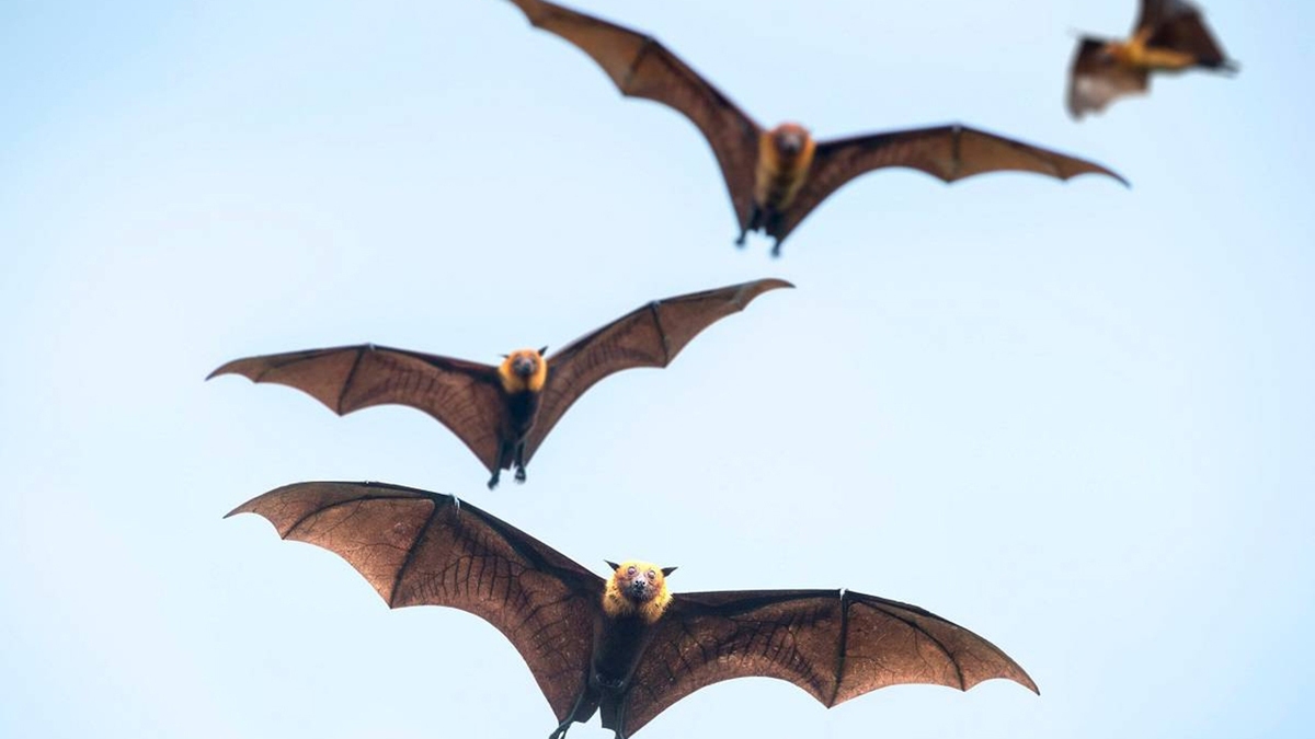 فیلم| خروج غیرمنتظره هزاران خفاش از غار