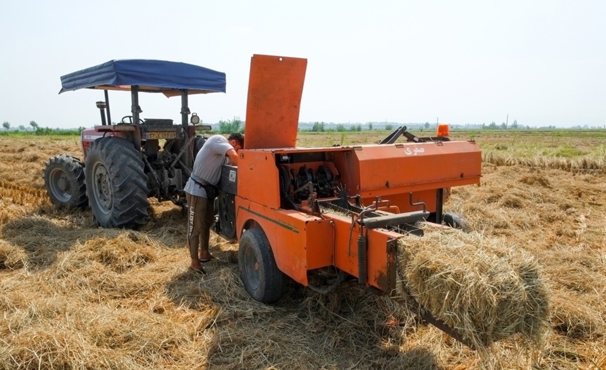 تصاویر| برداشت برنج در مازندران