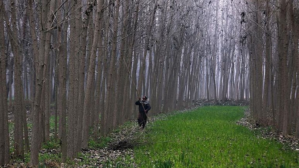 میراث طبیعی مدنظر قانون گذار نیست/ پیشنهادی برای جرم انگاری در این حوزه