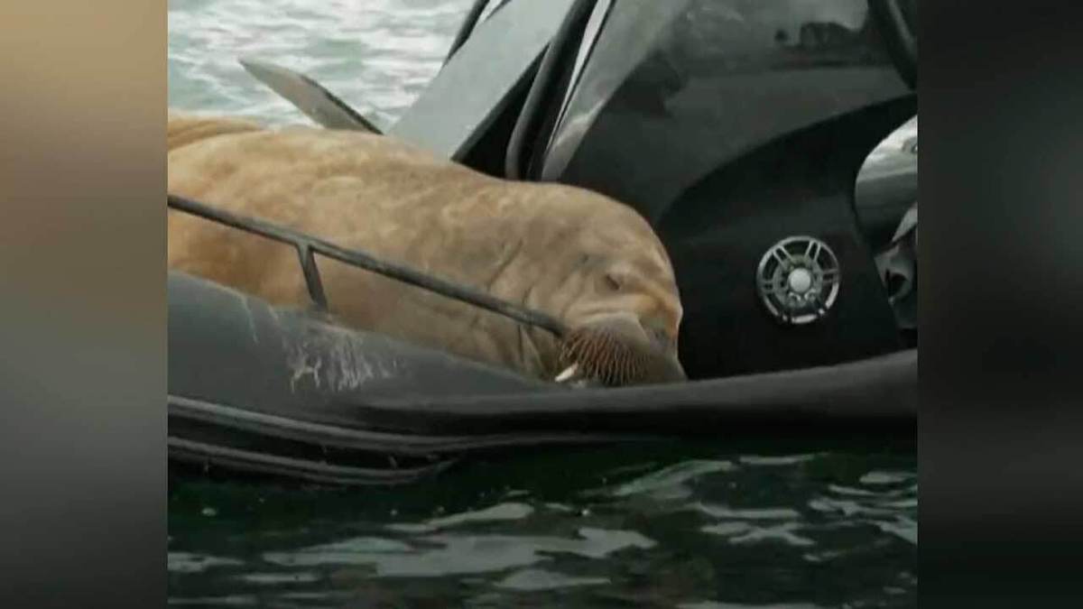 فیلم| خواب آرام شیر دریایی روی یک قایق