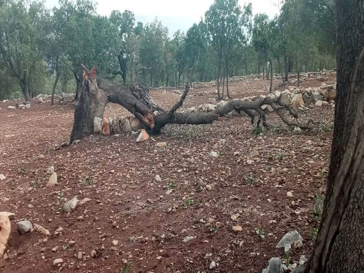 سقوط بیش از ۱۰۰ اصله درخت بلوط در اندیکا