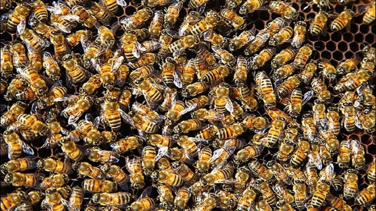 فیلم| لحظه حمله زنبور‌ها به گروه موسیقی
