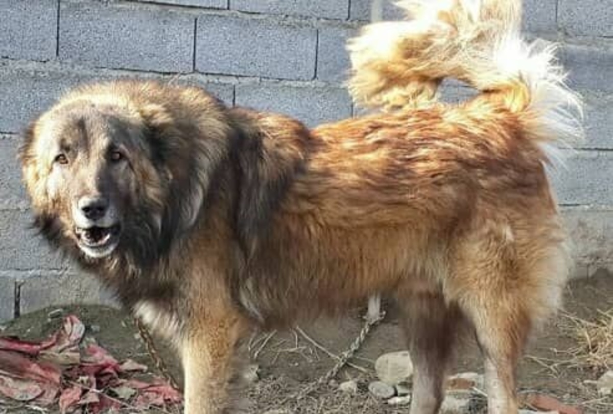 حمله سگ ولگرد به یک شهروند در دماوند