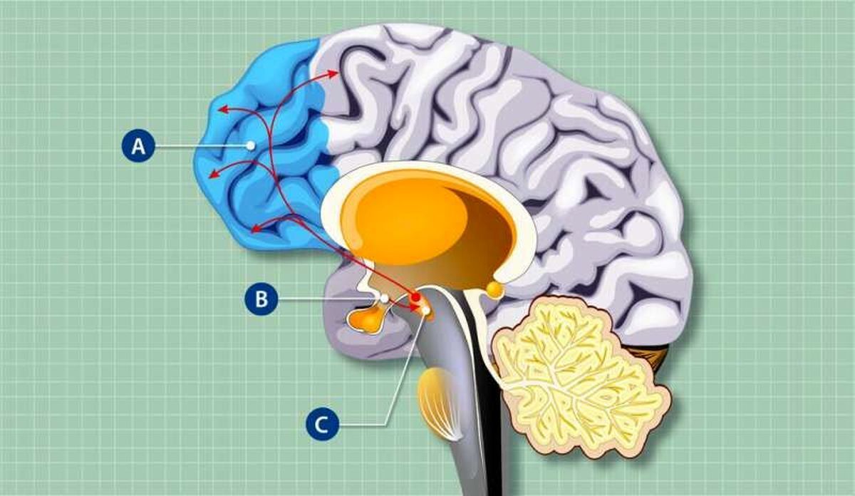 هنگام گرسنگی مغزمان چه وضعیتی پیدا می‌کند