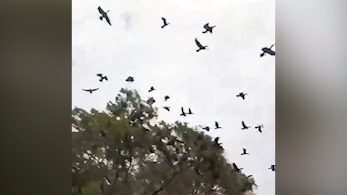 فیلم| مرگ ده‌ها پرنده با قطع یک درخت در هند
