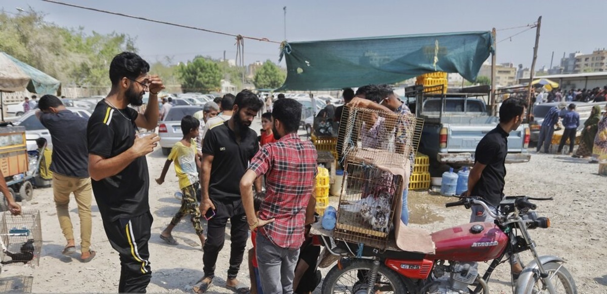 تصاویر| جمعه بازار فروش حیوانات و پرندگان در بندرعباس