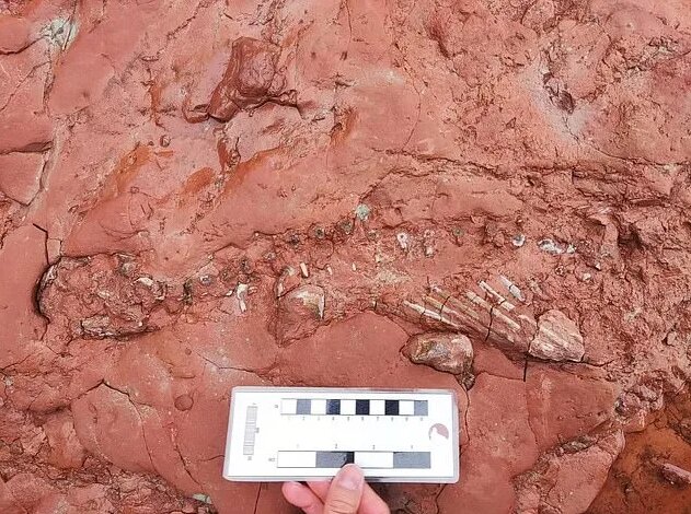 کشف فسیل جانوری ناشناخته قدیمی‌تر از دایناسورها!