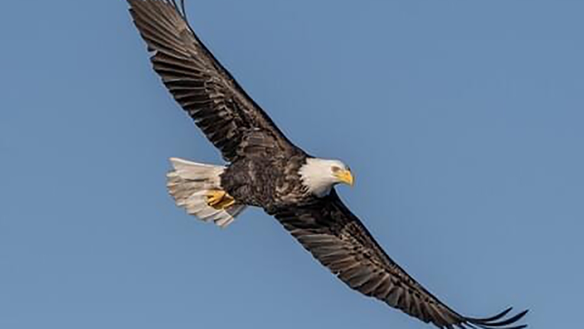 فیلم| غذا دادن به عقاب در حال پرواز