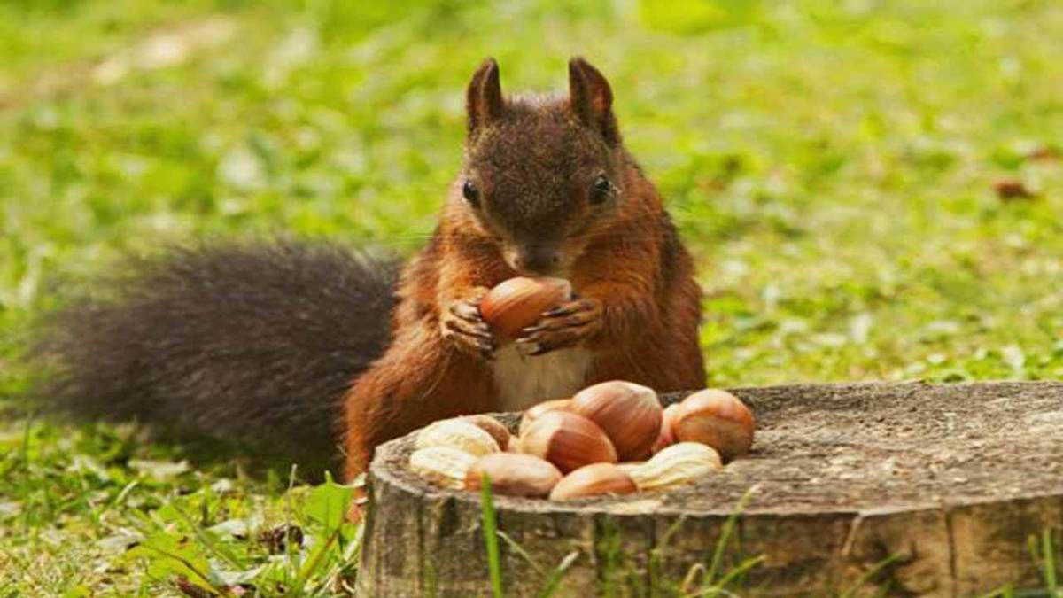 فیلم| ذخیره ۱۳۰ کیلوگرم بلوط توسط سنجاب‌ها در یک دکل مخابراتی!