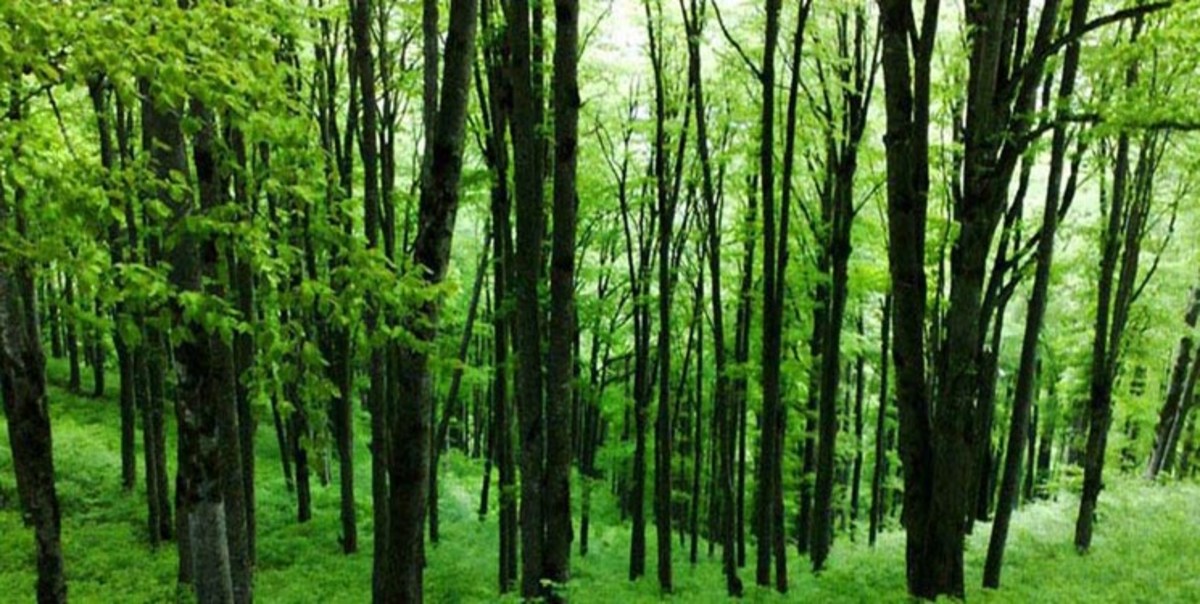 حمله به جنگلبانان / دستگیری ۳ نفر از قاچاقچیان چمستان