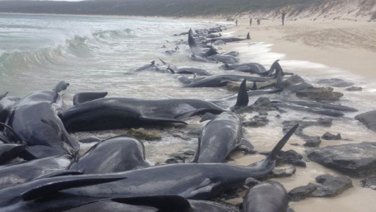 فیلم| خودکشی دسته جمعی نهنگ‌ها در استرالیا