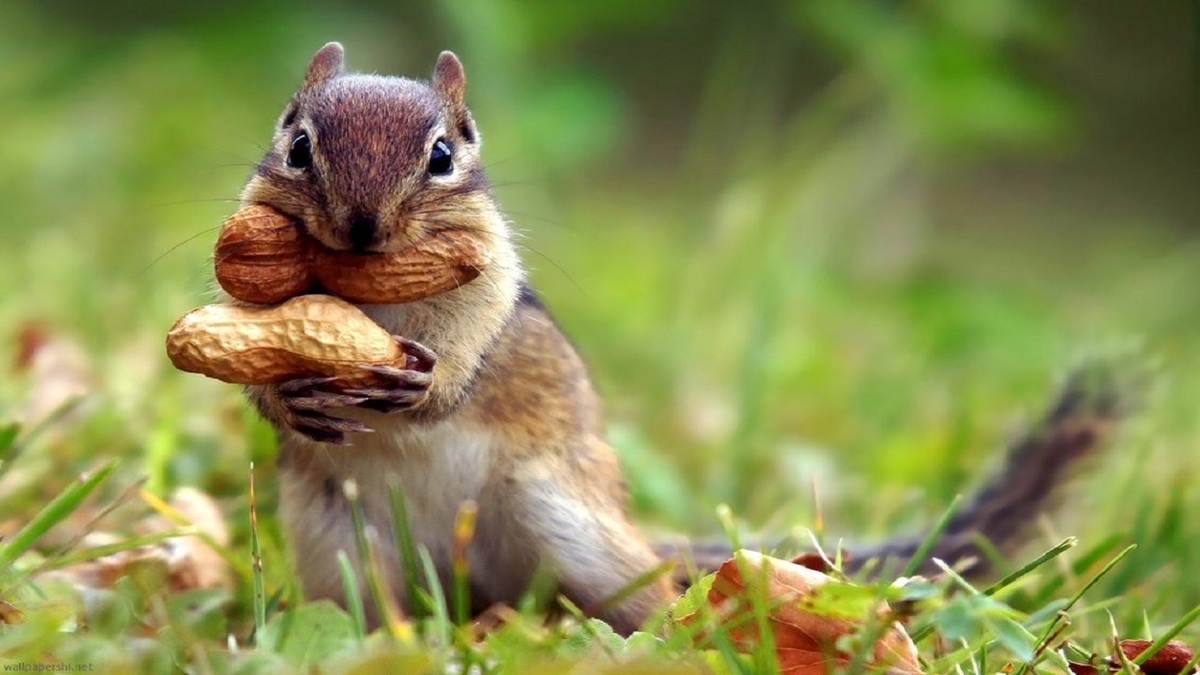 فیلم| مبارزه دو سنجاب برای غذا